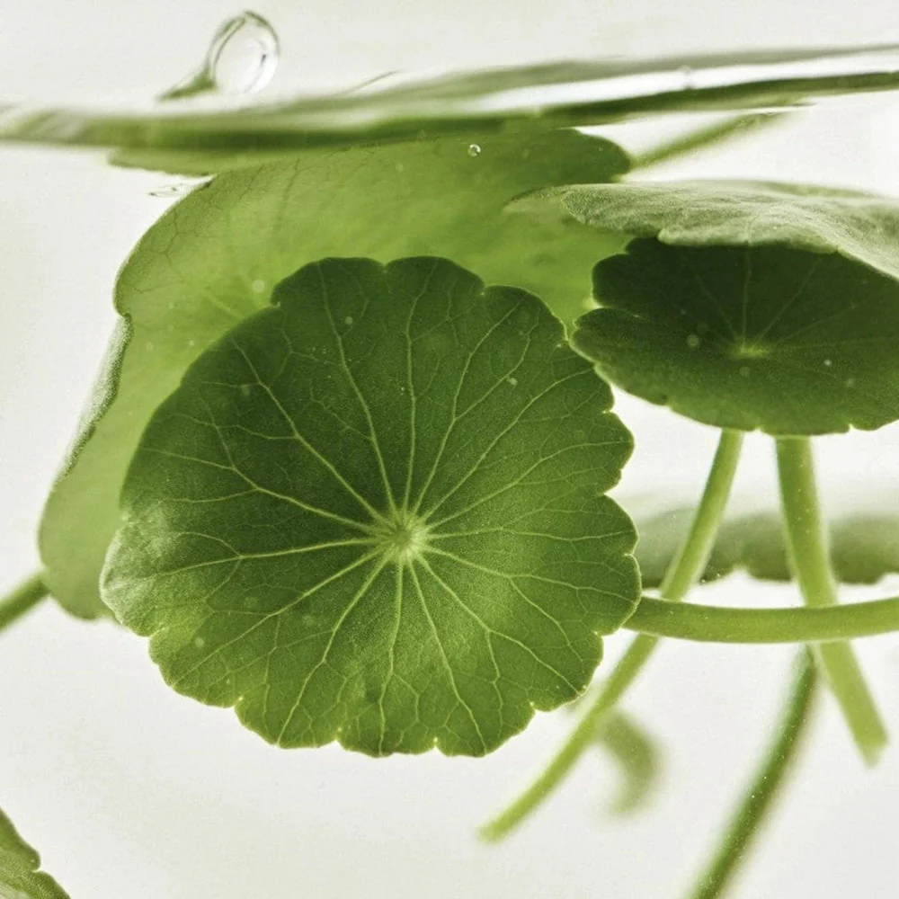 Light On Serum Centella + Vita C [30ml] - Image 7